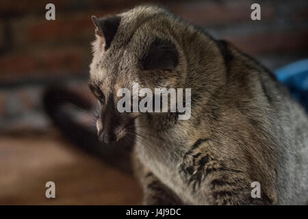 Palm civet asiatique, Yogyakarta, Java Idonesia. Banque D'Images