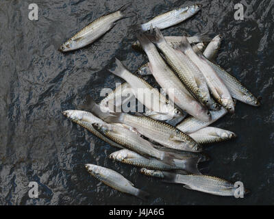 Beaucoup de petits poissons de mer gris avec des écailles argentées se trouvent sur un fond sombre, matin. l'océan pêcheur capture Banque D'Images