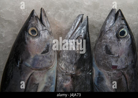 Trois poissons frais de la mer gris rouge avec une bouche ouverte et yeux jaunes se trouvant sur un fond de glace petit cassé. Banque D'Images