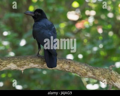 Un grand corbeau noir est assis sur une branche d'arbre dans la forêt, avec son dos, ailes et queue sont visibles, la tête est tournée de profil, une journée ensoleillée. Banque D'Images