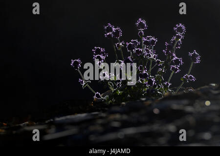 Thym petite plante à fleurs pourpres de Bush dans le soleil couchant : tiges et fleurs autour du rayonnement de la lumière, de la terre sombre, fond noir. Banque D'Images