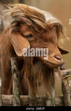 Portrait of a cute furry Chèvre brune avec des oreilles tombantes et la laine, derrière une clôture rustique en bois sur un fond brun clair. Banque D'Images