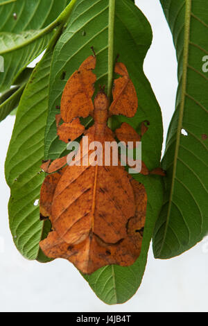 Leaf-Mantis insecte orange exotique sur une feuille verte dans la forêt tropicale, Bali, Indonésie. Banque D'Images