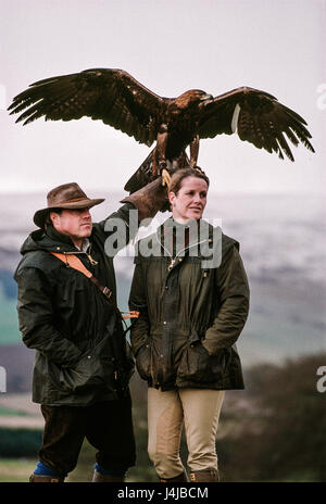 Les fauconniers Steve et Emma Ford posant avec un de leurs chasse complètement adulte golden eagles à Gleneagles, en Écosse. Derek Hudson / Alamy Stock Photo Banque D'Images