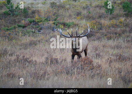 Clairons fantomatique de Bull Elk Banque D'Images