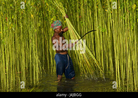 La récolte d'un agriculteur de jute le champ dans Gopalganj, au Bangladesh. Banque D'Images