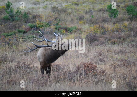 Clairons fantomatique de Bull Elk Banque D'Images