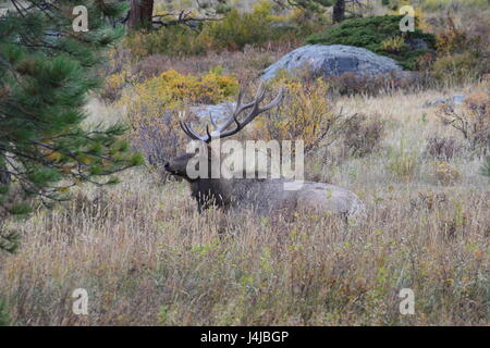 Rocky Mountain bulls Banque D'Images