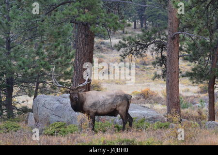 Rocky Mountain bulls Banque D'Images