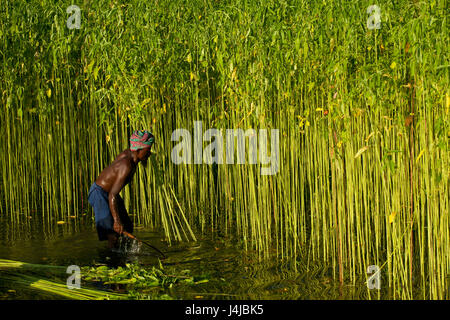 La récolte d'un agriculteur de jute le champ dans Gopalganj, au Bangladesh. Banque D'Images