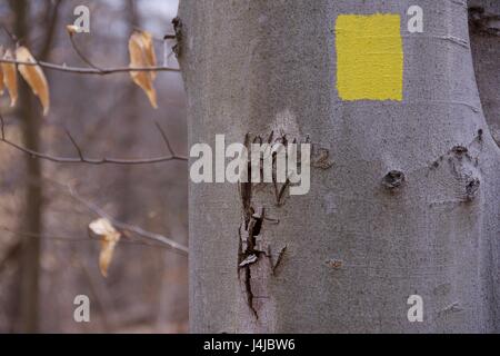 Arbre en forêt avec le jaune, ainsi que la sculpture initiale lettre qui est cause de la destruction Banque D'Images