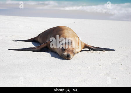 Lion de mer Galapagos dormir sur la plage, Gardner Bay, Espanola, Îles Galápagos Banque D'Images