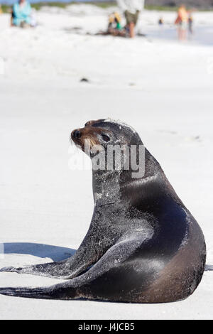 Lion de mer Galapagos sur la plage, Gardner Bay, Espanola, Îles Galápagos Banque D'Images