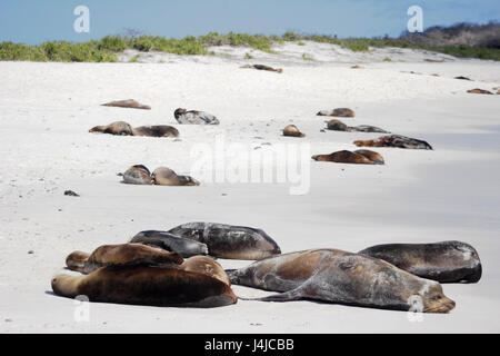 Lion de mer Galapagos dormir sur la plage, Gardner Bay, Espanola, Îles Galápagos Banque D'Images