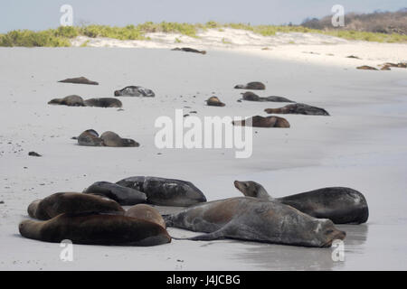 Lion de mer Galapagos dormir sur la plage, Gardner Bay, Espanola, Îles Galápagos Banque D'Images