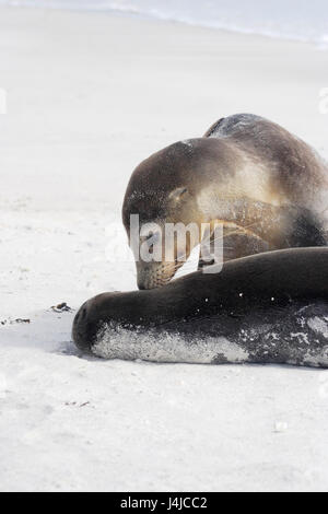 Lion de mer Galapagos dormir sur la plage, Gardner Bay, Espanola, Îles Galápagos Banque D'Images