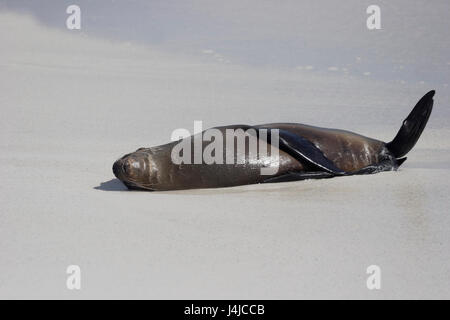 Lion de mer Galapagos dormir sur la plage, Gardner Bay, Espanola, Îles Galápagos Banque D'Images