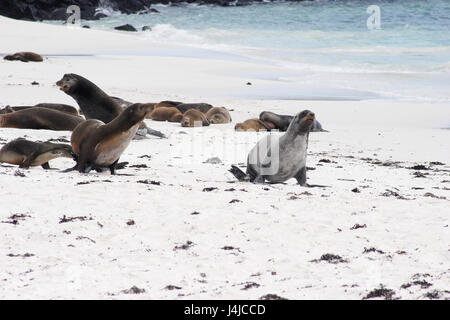 Lion de mer Galapagos sur la plage, Gardner Bay, Espanola, Îles Galápagos Banque D'Images