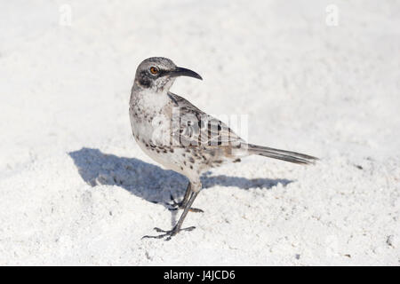 Hood mockingbird (Mimus macdonaldi) sur la plage, Gardner Bay, Espanola, Îles Galápagos