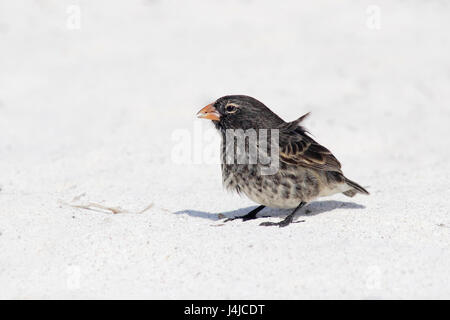 Petit terrain Finch (Geospiza fuliginosa) femelle sur la plage, Gardner Bay, Espanola, Îles Galápagos Banque D'Images
