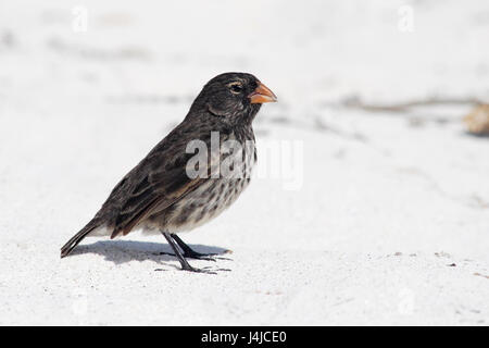 Petit terrain Finch (Geospiza fuliginosa) femelle sur la plage, Gardner Bay, Espanola, Îles Galápagos Banque D'Images