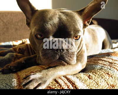 Grumpy Bouledogue Français à prendre le soleil sur la table Banque D'Images