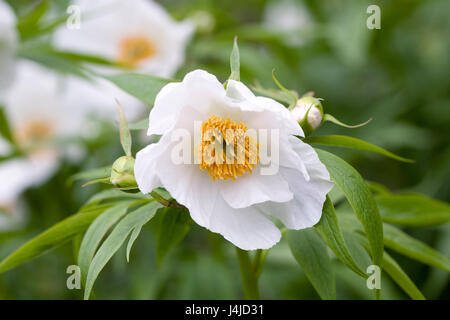 Paeonia emodi des fleurs au printemps. Banque D'Images