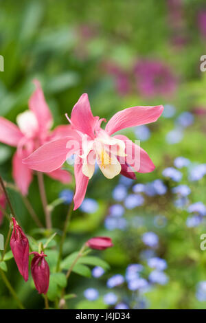 Aquilegia rose et blanc au printemps la floraison. Banque D'Images