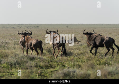 Chasse guépard gnou, Tanzanie Banque D'Images