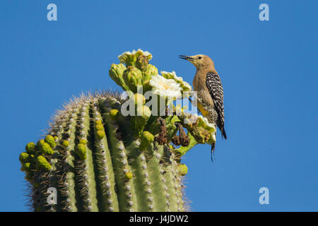 Gila Woodpecker Melanerpes uropygialis Tucson, Arizona, United States 24 femelles adultes peuvent se nourrir de cactus Saguaro (Carnegiea gigantea) flower Banque D'Images