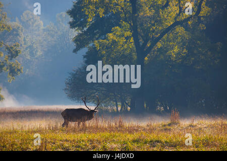 Le site Cataloochee Valley dans Smokey mountains avec elk mâle et de brume Banque D'Images