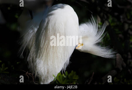 Snowy White egret preens feathers Banque D'Images