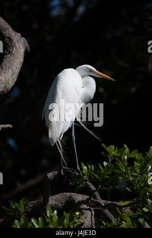 Héron blanc semble tout droit tout en se tenant dans les mangroves Banque D'Images