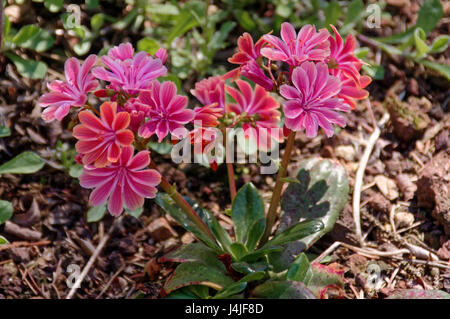 Belles fleurs de Lewisie. Banque D'Images