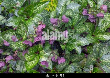 Helleborus (Rodney Davey Groupe marbré) 'Penny's Pink' Banque D'Images