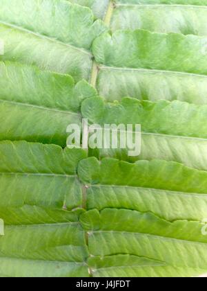 La texture des feuilles, tissu de fond. Motifs de feuilles qui se produit naturel. Résumé motif de feuilles vert Banque D'Images