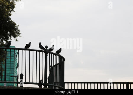 Les pigeons assis sur Londres balustrade avec ciel derrière Banque D'Images
