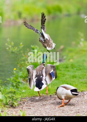 Anas platyrhynchos. Drake les canards colverts adultes chassant les uns les autres comme ils décollent et s'envolent au-dessus de l'eau, dans le West Sussex, Angleterre, Royaume-Uni. Banque D'Images