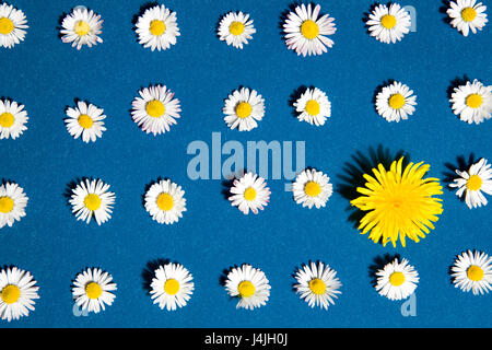 Schéma des marguerites et le pissenlit sur fond bleu Banque D'Images