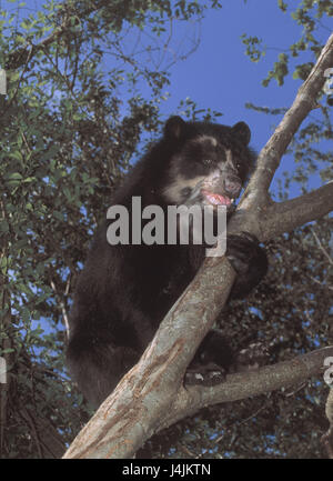 Le bois, le verre, l'ours Tremarctos ornatus, jeune animal, s'asseoir, tree Wildlife, monde animal, Wildttier, animal, l'ours des Andes, de l'ours, le grand ours, prédateur, Säugtier, bois, de la direction générale, d'en bas Banque D'Images