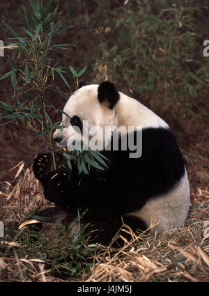 Le bois, grand panda, Ailuropoda melanoleuca, bambou, manger, panda panda géant, ours, panda, d'un mammifère, l'ingestion Banque D'Images