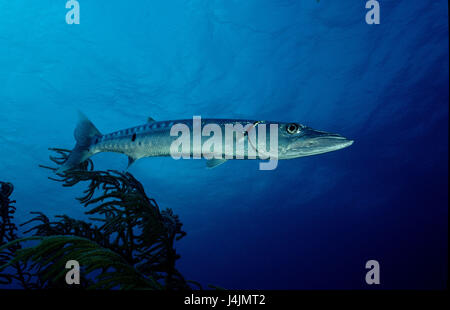 Grand barracuda, barracuda Sphyraena Banque D'Images
