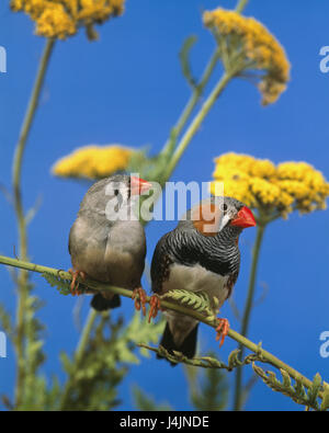 Prairie, fleurs, diamants mandarins, Taeniopygia guttata flore, animal, zebra Finch, Finch, Vogel, deux, splendeur Finch, zebra Finch, couple, femme, Manly Banque D'Images