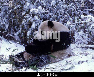 Le bois, grand panda, Ailuropoda melanoleuca, s'asseoir, manger, l'ingestion de neige, panda bear, panda, panda géant, d'un mammifère, d'hiver, paysages d'hiver, Banque D'Images