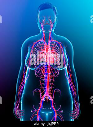 Illustration du système cardiovasculaire des femmes. Banque D'Images