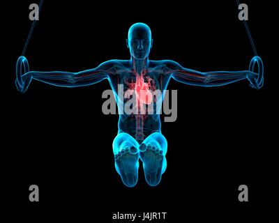 Anatomie d'un athlète à l'aide d'anneaux de gymnastique, de l'illustration. Banque D'Images