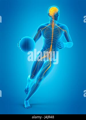 Système nerveux d'un joueur de basket-ball, de l'illustration. Banque D'Images