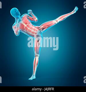 La structure musculaire de la personne faisant high kick, illustration. Banque D'Images