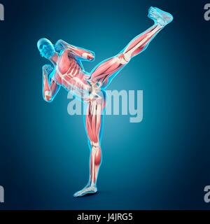 La structure musculaire de la personne faisant high kick, illustration. Banque D'Images