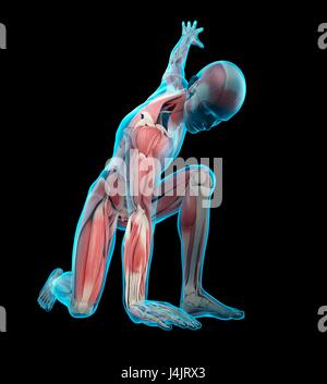 La structure musculaire de la personne agenouillée avec bras levé, l'illustration. Banque D'Images